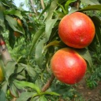 供應(yīng)早四號（滿園紅)桃樹苗