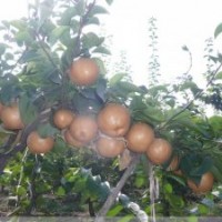 梨苗基地，供晚秋黃梨苗，金秋香梨苗。