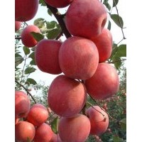 臨沂蘋果苗最新報價，神富一號蘋果苗價格，矮化蘋果苗批發(fā)