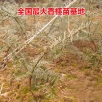 優(yōu)質(zhì)香榧苗 香榧樹 嫁接苗 地栽苗 成活率高 規(guī)格齊全