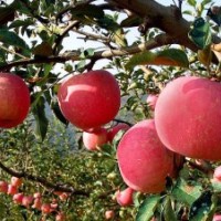 岳陽紅蘋果苗—遼寧省果樹研究所推薦