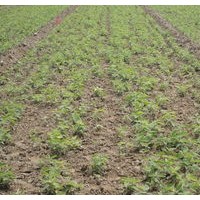 翅果苗基地提供翅果油樹苗質(zhì)優(yōu)價廉