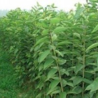 杏樹苗品種苗山杏苗規(guī)格齊全質(zhì)優(yōu)價廉