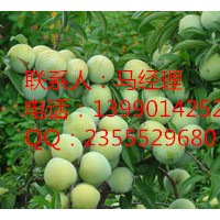 優(yōu)質(zhì)李子苗，四川嫁接李子苗，四川實(shí)生李子苗