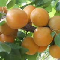 杏樹苗 山西杏樹苗 優(yōu)質(zhì)高產(chǎn)矮化杏樹苗