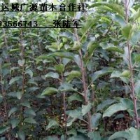 1米蘋果苗大量出售、大量蘋果苗低價優(yōu)惠供應