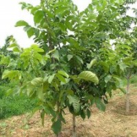 基地直銷嫁接核桃苗 薄皮核桃苗 掛果多優(yōu)質(zhì)核桃苗 大量從優(yōu)