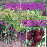 特價蓮霧果樹苗 黑金剛蓮霧苗 蓮霧苗 蓮霧樹苗 果樹苗南方種植