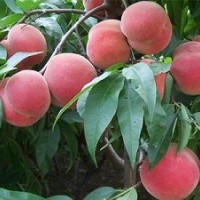 批量供應(yīng)桃樹(shù)苗 新品種豐產(chǎn)早熟桃樹(shù)苗 嫁接果樹(shù)苗 常年供應(yīng)