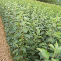 供應(yīng)蘋果苗