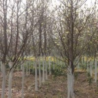 供應(yīng)櫻花、各類果樹苗木