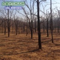 大量供應(yīng)10公分柿子樹，河北保定柿子溝