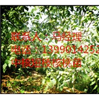 中核短枝品種特征特性，早熟核桃苗價(jià)格優(yōu)惠