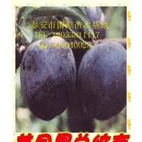 山東李子苗，優(yōu)質(zhì)李子苗批發(fā)，泰安李子苗價(jià)格