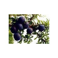 臨沭品種果樹小苗，-世源苗木