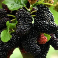 供應(yīng)無籽大10果桑苗