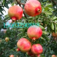 軟籽石榴苗，無籽石榴苗，大紅袍石榴苗，蒙陽紅石榴苗