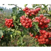 核桃、山楂、蘋果、棗