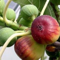 供應(yīng)優(yōu)質(zhì)日本紫果無花果苗，無花果樹，無花果樹苗