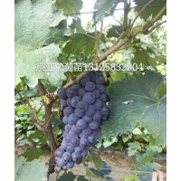 抗寒葡萄苗@嫁接葡萄苗@吉林葡萄苗@沈陽京亞葡萄苗