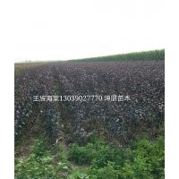 王族海棠哪里出售，吉林王族海棠坤朋苗圃