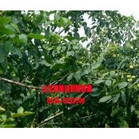 山東嫁接核桃苗批發(fā)