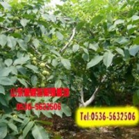 山東豐輝核桃苗批發(fā)