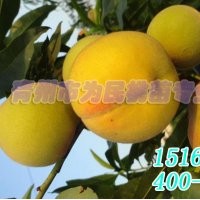 黃金桃桃苗批發(fā)