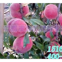 金秋紅蜜桃苗廠家