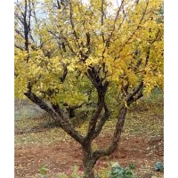 15公分石榴樹(shù)供應(yīng)-20公分石榴樹(shù)批發(fā)