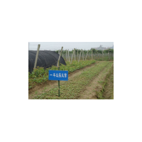 紅心獼猴桃苗木 上虞獼猴桃樹苗供應(yīng) 浙江紅心獼猴桃基地