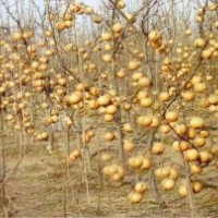 臨沂金典梨苗、晚熟梨苗、晚秋黃梨苗、金秋香梨苗
