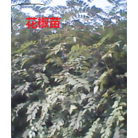 大量供占地花椒苗 桃樹苗 杏樹苗