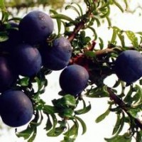 臨沂李子苗供應(yīng)，李子大苗，李子小水苗等