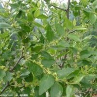 精品冬棗苗 優(yōu)質(zhì)矮化冬棗苗