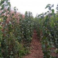2暢銷山楂苗核桃苗棗樹苗桃樹苗