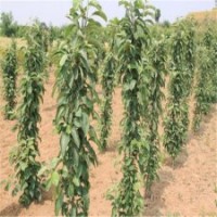 供應(yīng)蘋果樹苗 矮化蘋果苗 柱狀蘋果苗