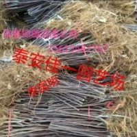 果樹(shù)苗木優(yōu)質(zhì)嫁接蘋(píng)果苗哪里有賣(mài)的
