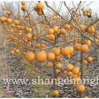 晚秋黃梨，金秋香梨，愛宕梨苗，中華玉梨等梨樹苗供應(yīng)