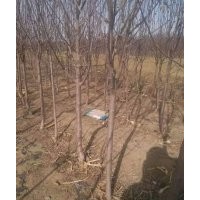 銷售果樹苗