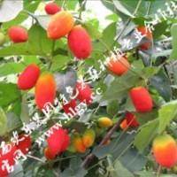 原產(chǎn)地直銷當(dāng)今最高端的蜜果（紅蜜果種苗批發(fā)）