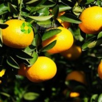 澤熙正品供應(yīng)潭甜桔柚桔苗果苗嫁接果苗批發(fā)