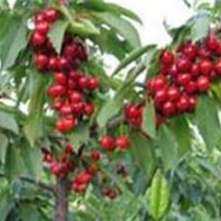 山西櫻桃樹 3公分櫻桃樹批發(fā)