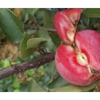 紅肉蘋果，紅肉蘋果樹