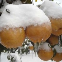 臨沂梨苗品種、秋月梨苗、晚秋黃梨苗、紅梨苗