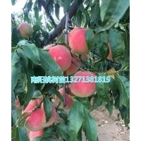 桃樹苗批發(fā) 桃樹苗價格 河南桃苗