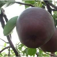 臨沂鑫源苗木新品種-----黑梨苗