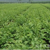 專業(yè)核桃苗銷售