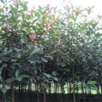 桂花苗價(jià)錢、閔行區(qū)桂花苗、利源桂花(查看)