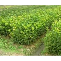 資陽(yáng)市桂花苗,利源桂花,三年桂花苗
